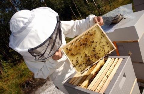 Predavanje o pčelarstvu