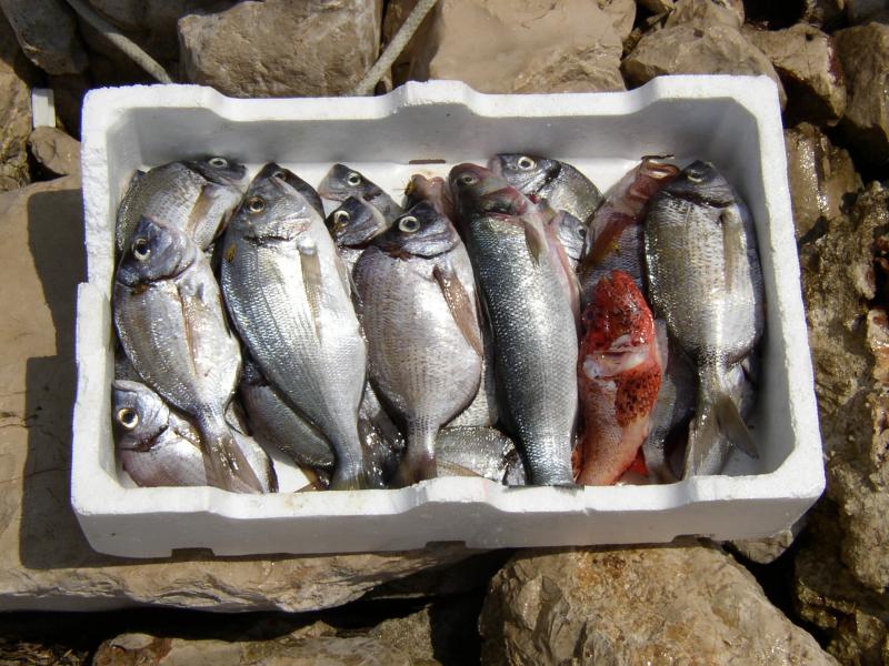 Nacionalna radionica „Zahtjevi tržišta prema ribi porijeklom iz uzgoja“