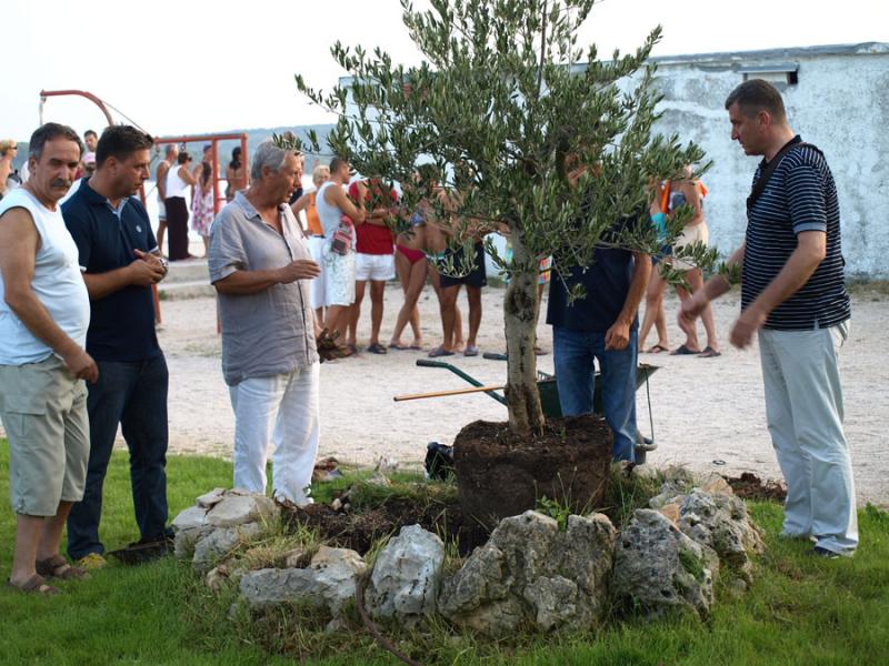 Sadnjom masline obilježeno 90. godina Jadrije