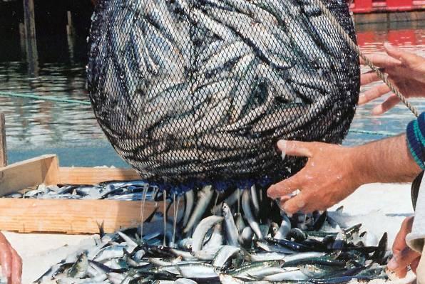 EU ribarima donijela brojne promjene u poslovanju