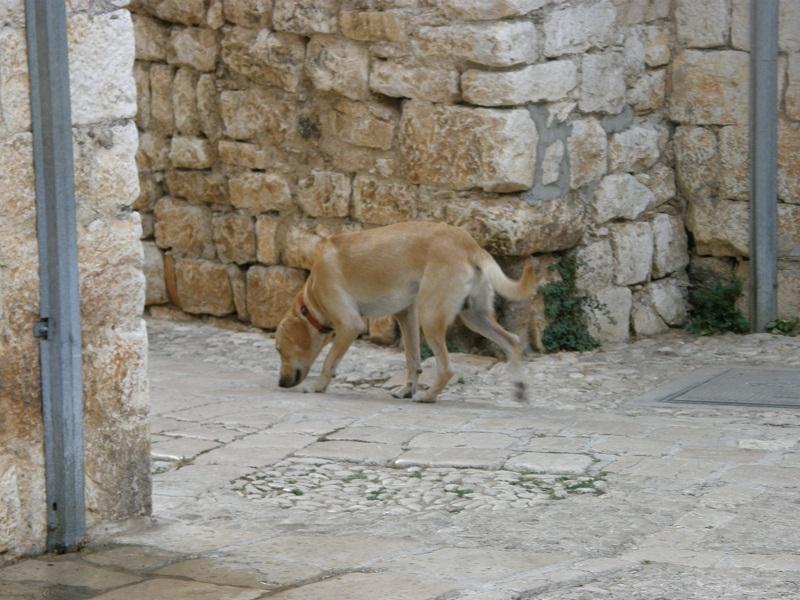 Držanje životinja