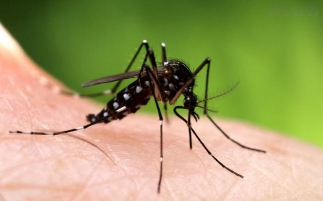 Larvicidno tretiranje žarišta komaraca u Šibeniku 