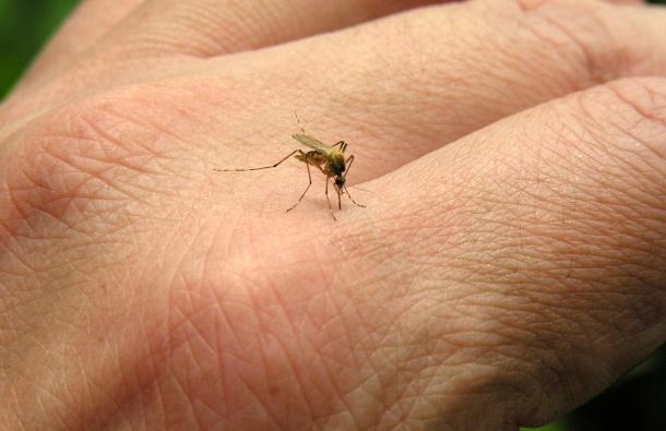 Danas počinje tretiranje žarišta komaraca u gradu Šibeniku 