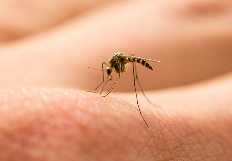 Dezinsekcija komaraca na području grada Šibenika