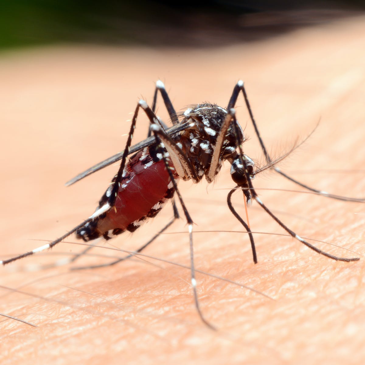 Provedba adulticidnog tretiranja komaraca na području grada Šibenika 