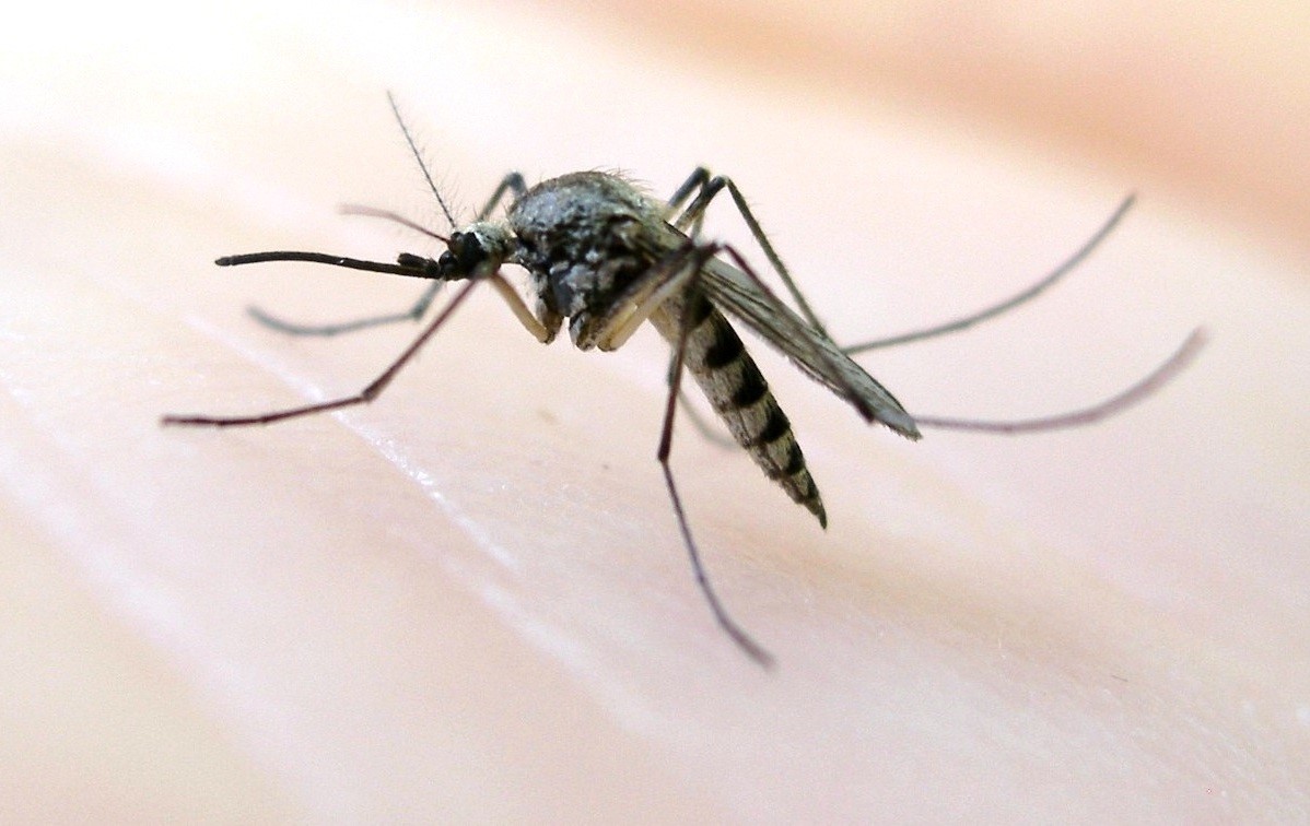 Larvicidno tretiranje žarišta komaraca u gradu Šibeniku