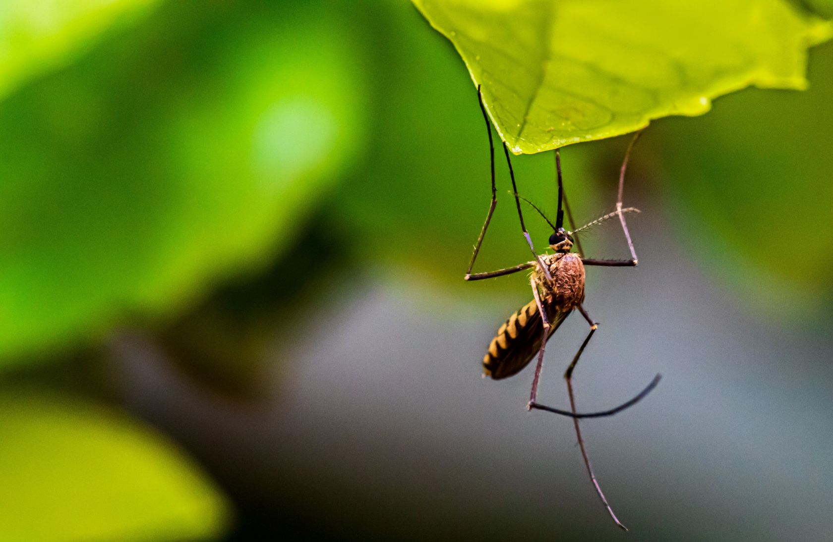 Obavijest građanima: Zamagljivanje komaraca u noći sa 7. na 8. rujna 