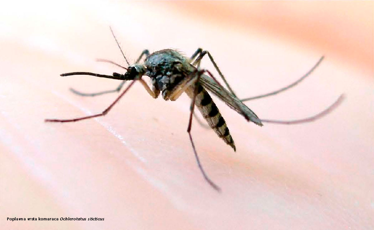 Dezinsekcija komaraca na području grada Šibenika