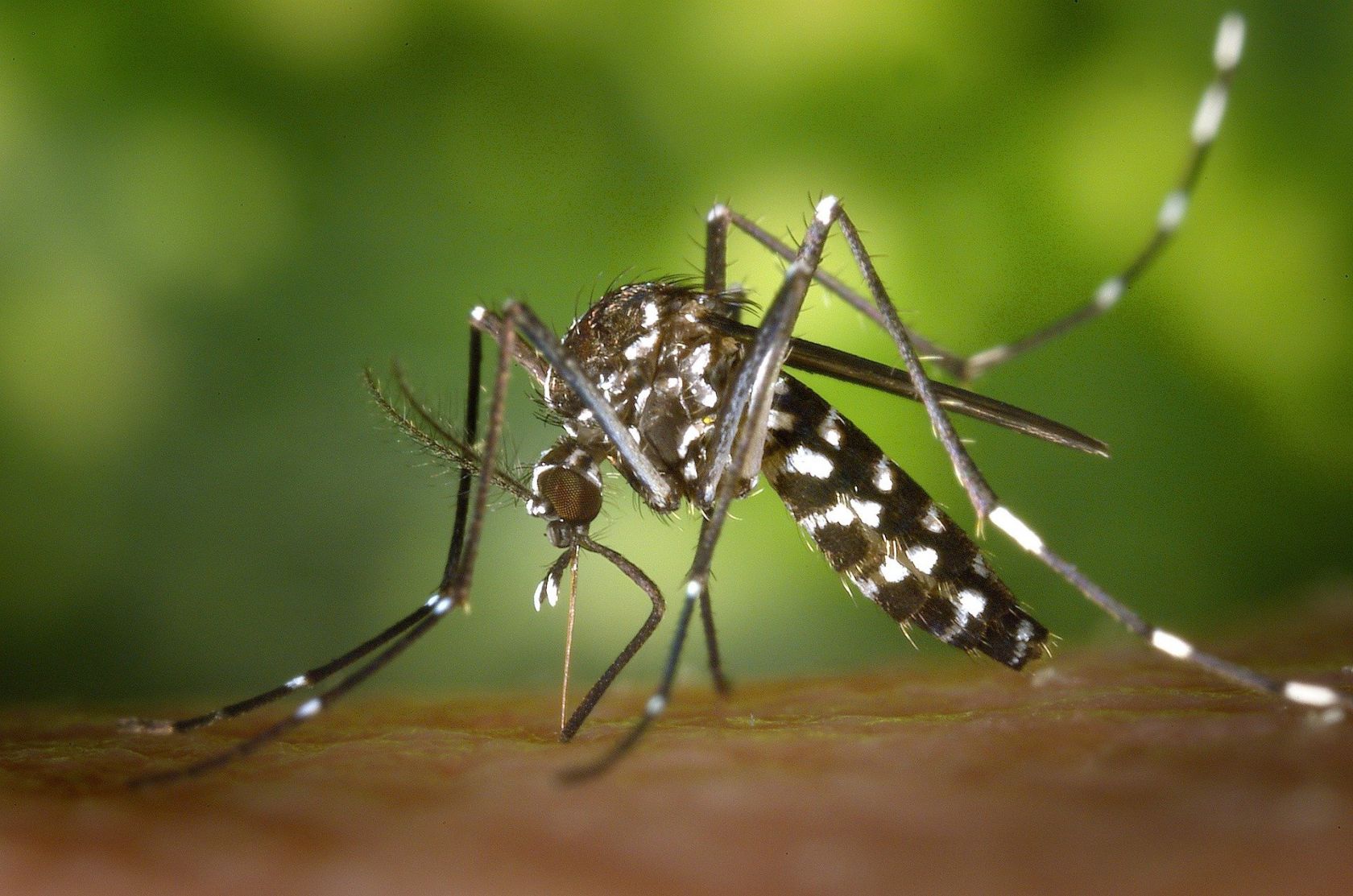 Obavijest o adulticidnom tretiranju komaraca na području grada Šibenika