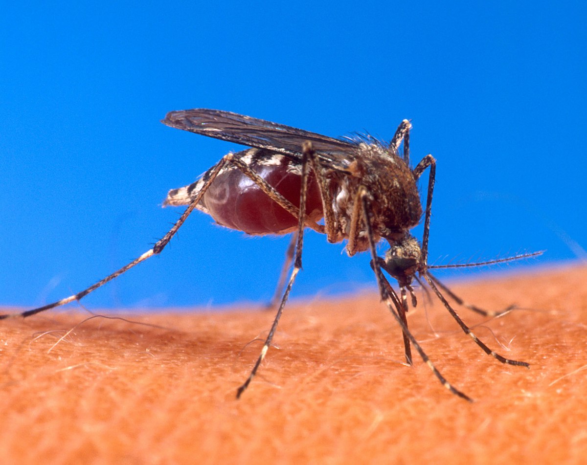 Zamagljivanje komaraca na području Zablaća 