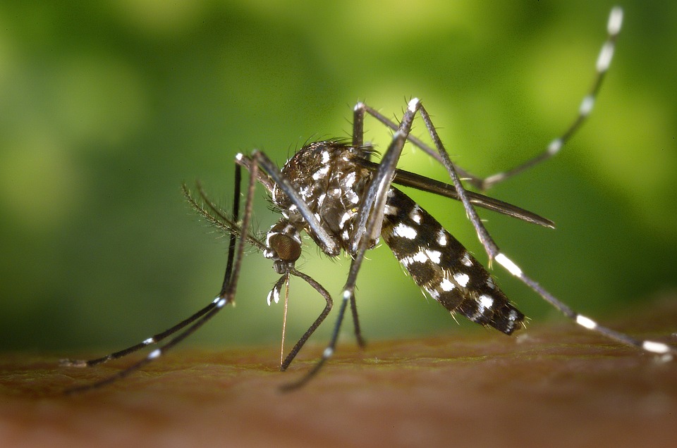 Tretiranje žarišta komaraca u gradu Šibeniku