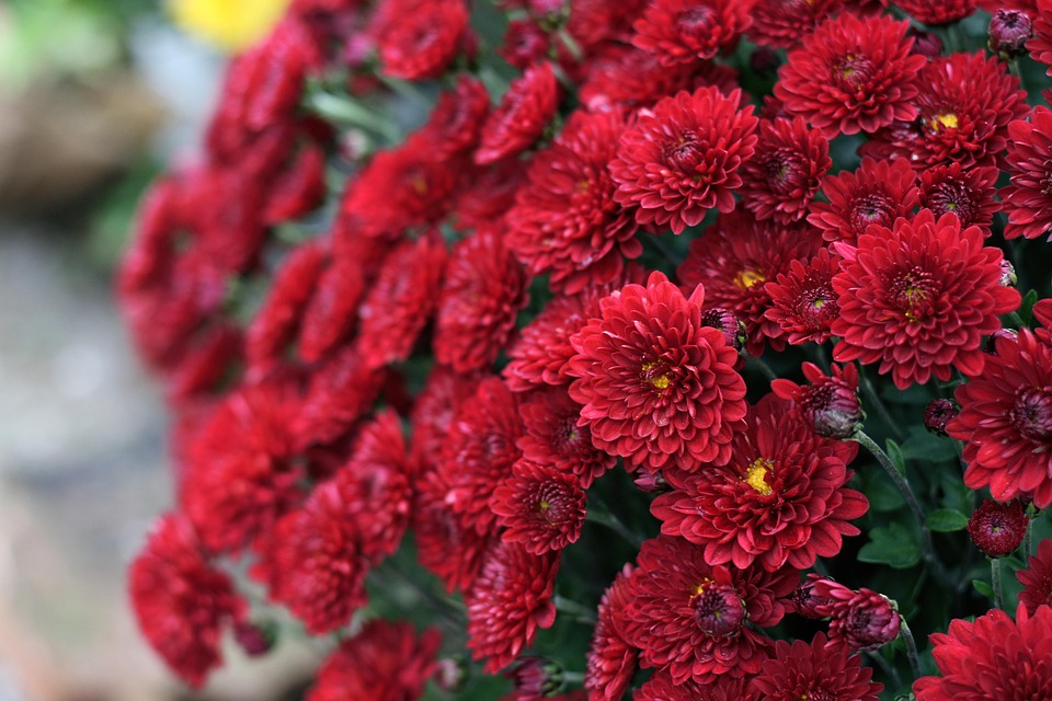 Prigodna prodaja cvijeća u povodu blagdana Svih svetih i Dušnog dana Prigodna prodaja cvijeća u povodu blagdana Svih svetih i Dušnog dana