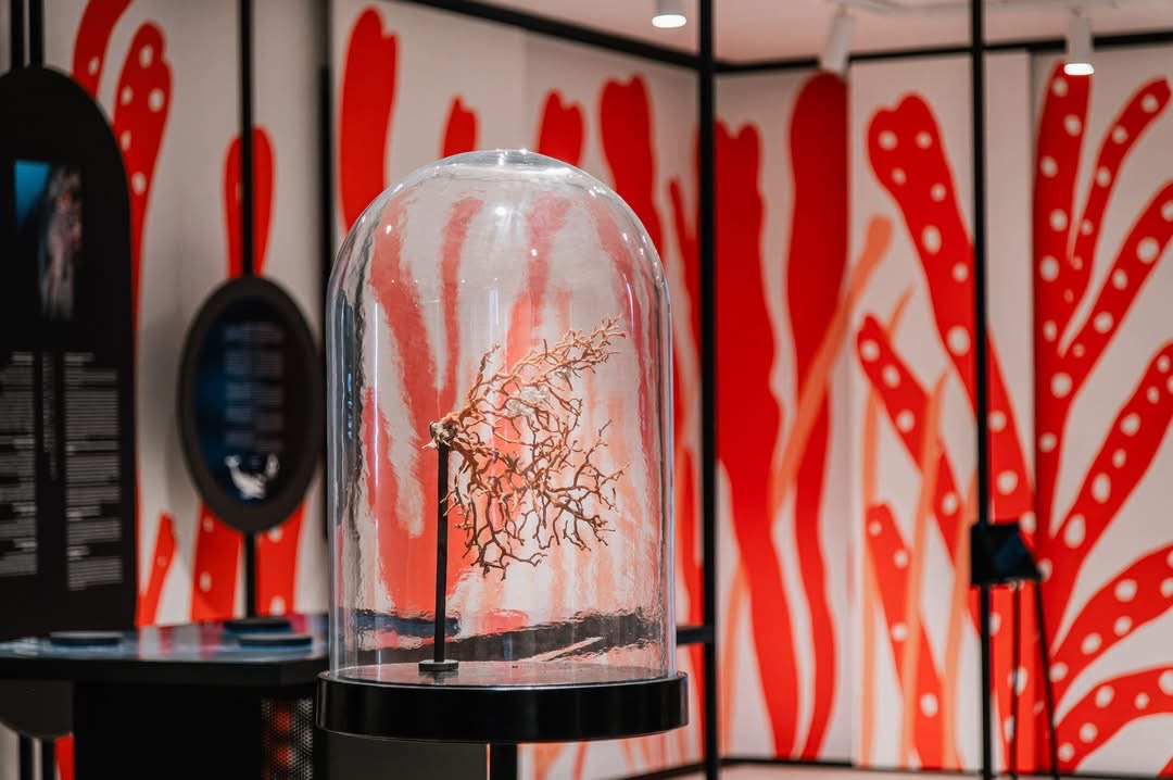 Otvoreno online glasovanje: Podržite Hrvatski centar koralja Zlarin za Nagradu publilke 2026.!