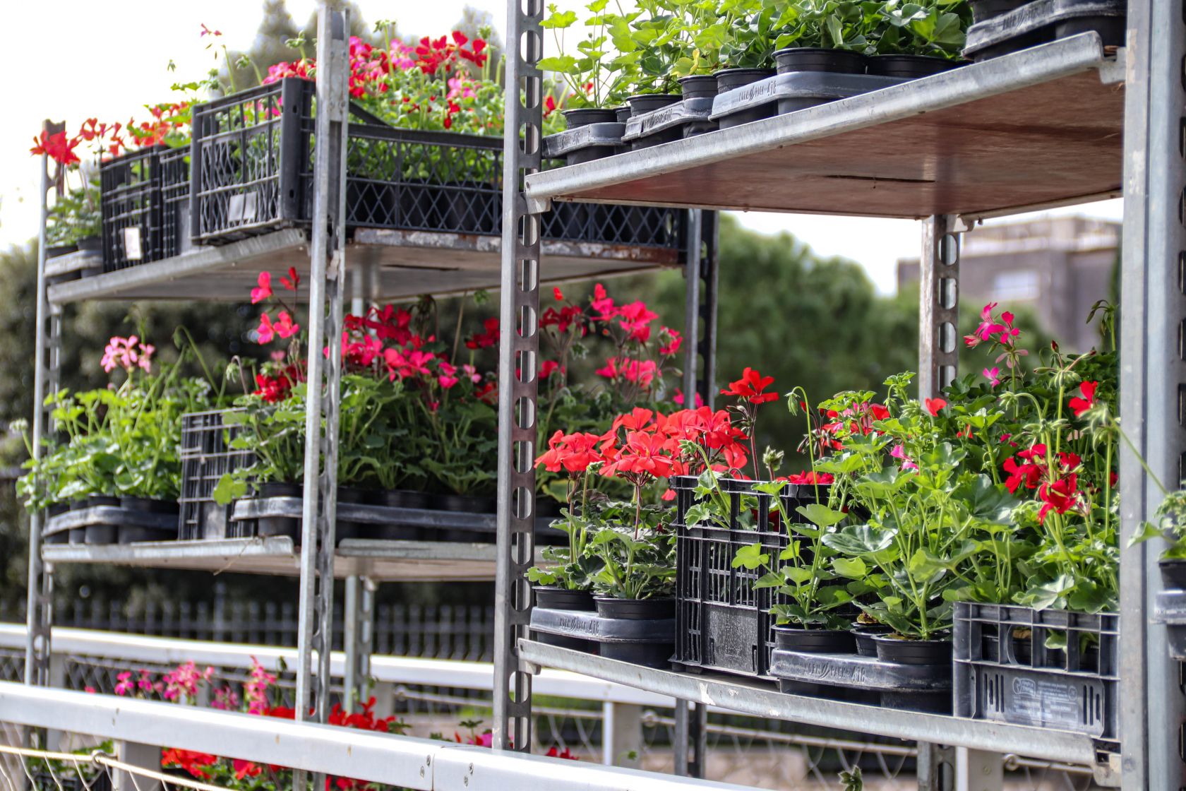 Na Poljani obilježavanje Dana planeta Zemlje uz podjelu sadnica i edukativni program za djecu